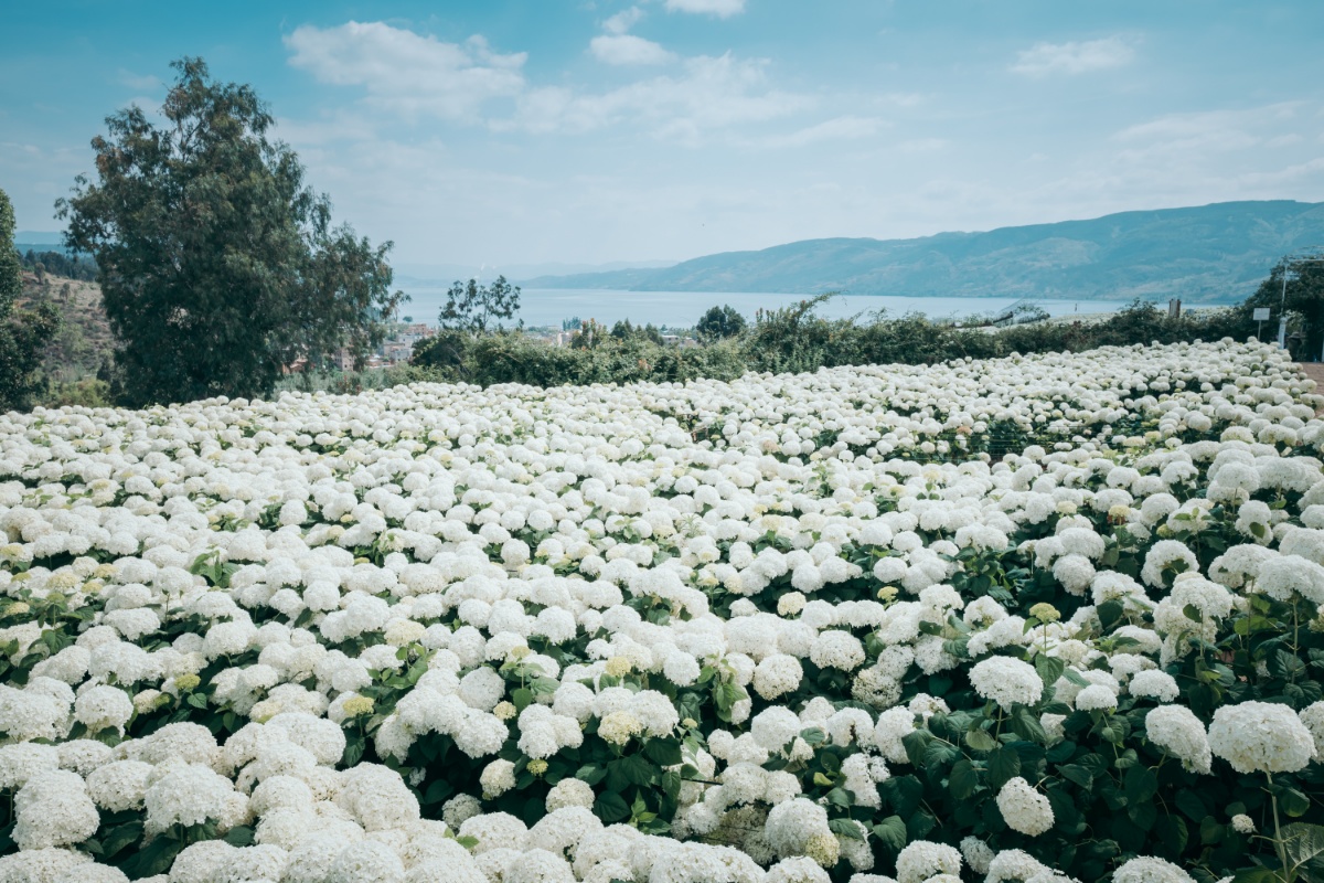 云南昆明宜良南国山花绣球花花海景色迷人