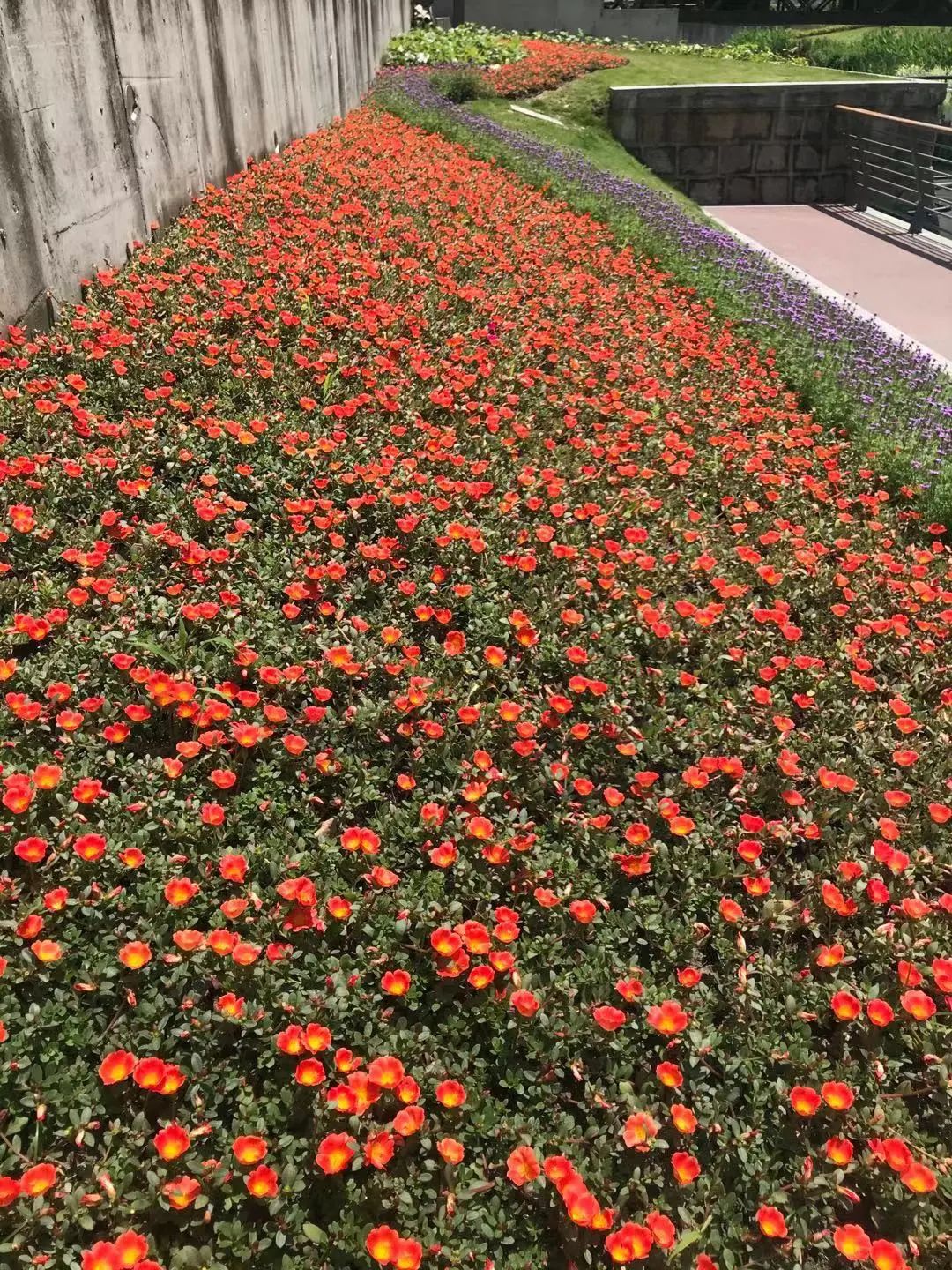 又至端阳满庭芳 初心百年恰风华