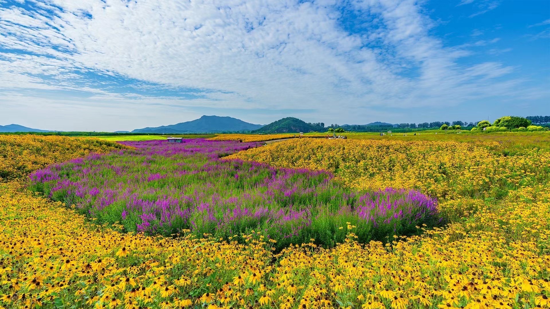来昌平花海,邂逅"完美"初夏!