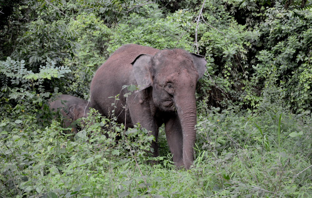 一头大象带着小象在野象谷的密林里觅食.