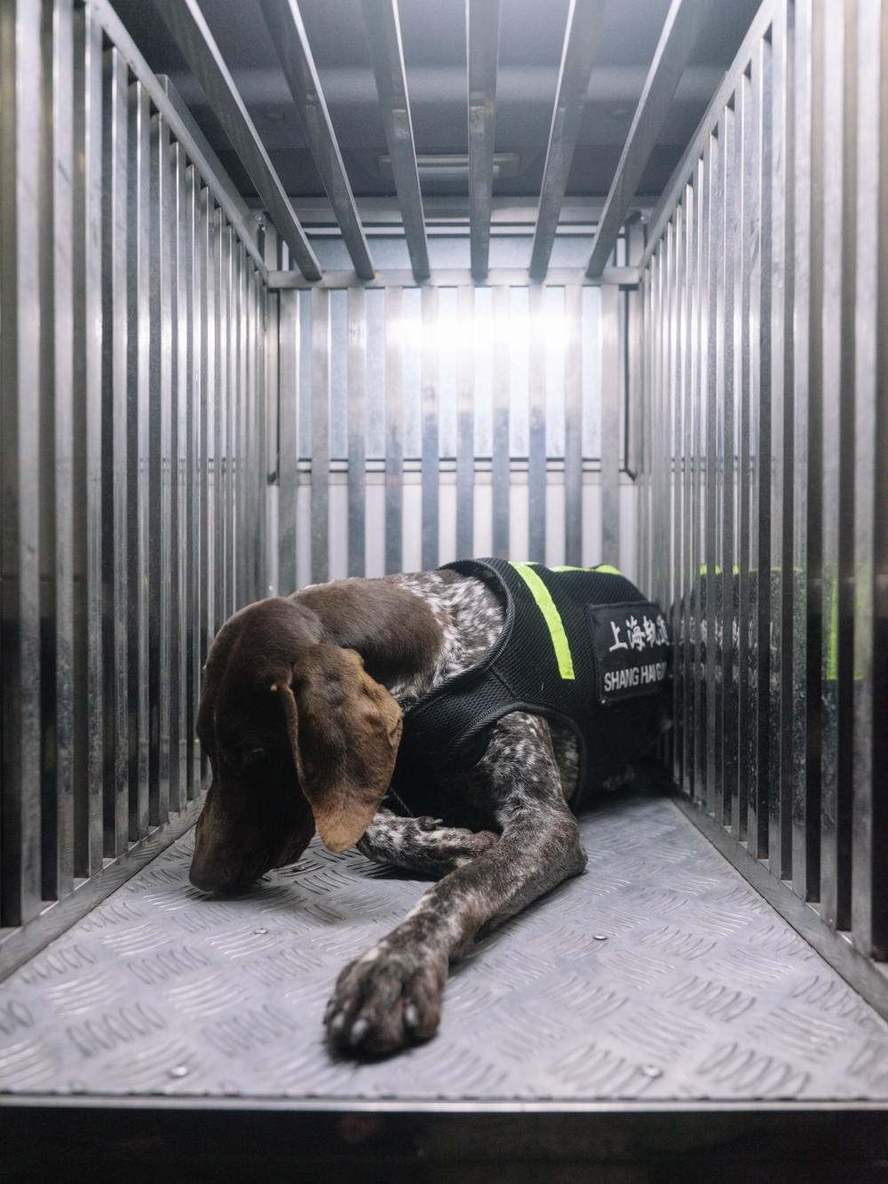 轮岗间隙在警车后车厢休息的波音达,小名叫踢爆.