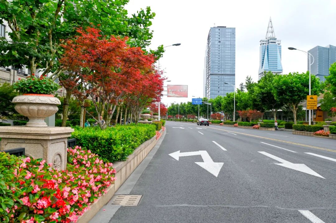 16条区级景观花道,包括海桐路月季园,盛夏路,红枫路,桃林路,云山路