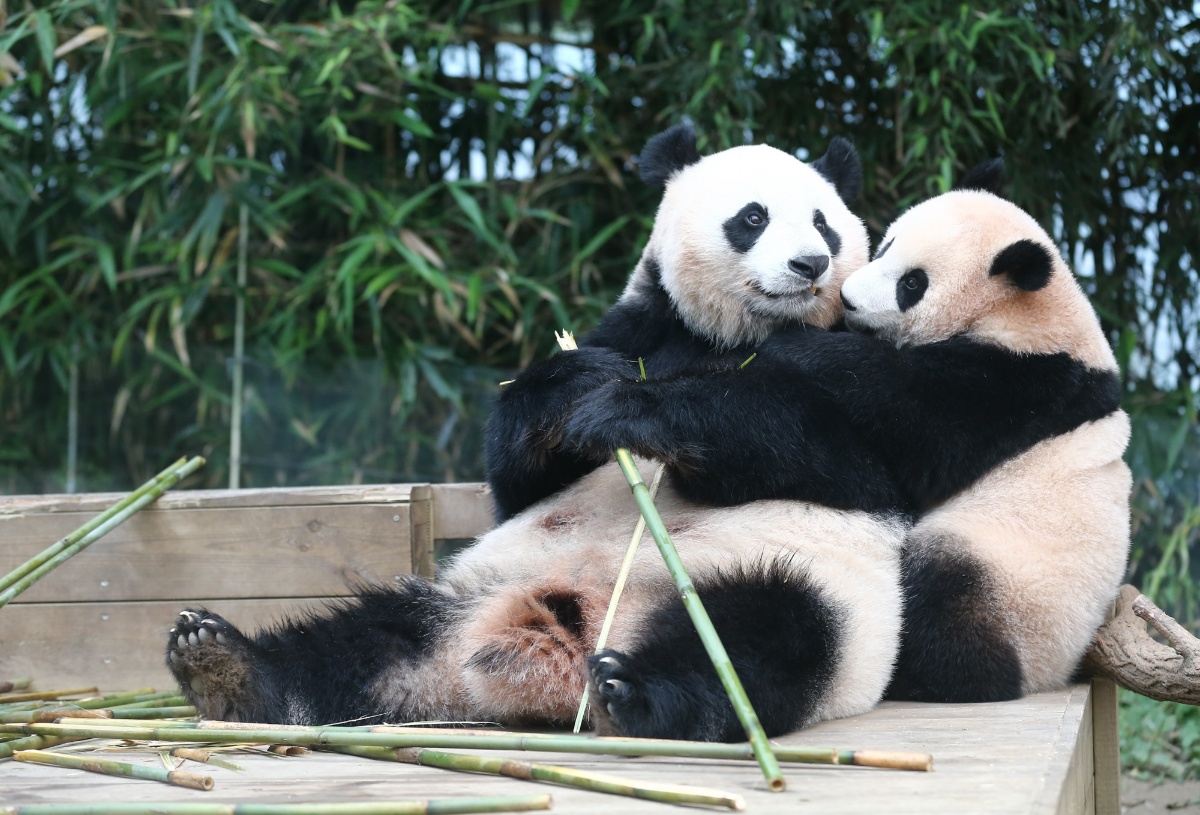 太可爱了 韩国爱宝乐园为一岁熊猫福宝庆祝生日-新闻频道-和讯网