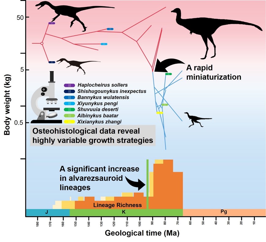 阿尔瓦雷斯龙类骨组织学，体重宏观演化和多样性变化趋势。   秦子川 供图