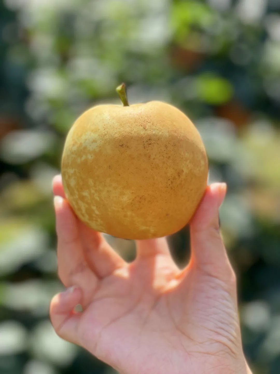 经过品种改良的佘山蜜梨是由上海农科院的果品科学家选育,属于上海