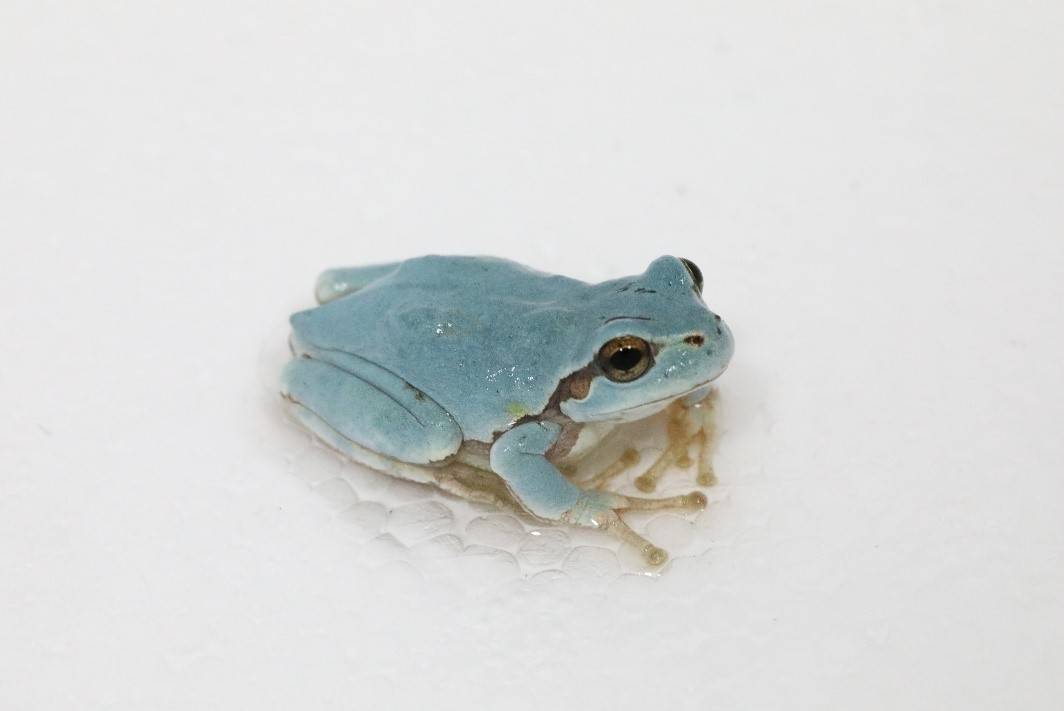 徐纯柱发现的蓝色日本雨蛙 本文图片均由受访者提供
