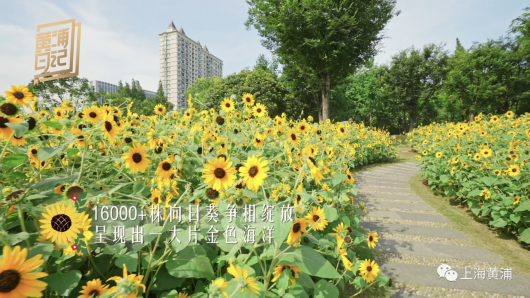 夏天的浪漫和快乐 都藏在这片向日葵花海里