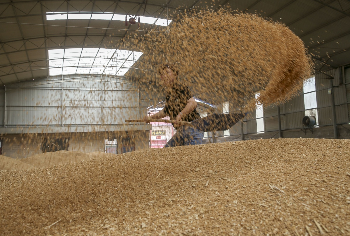 山西省运城市稷山县阳梅家庭农场粮仓里丰收的小麦堆积如山,农场工人