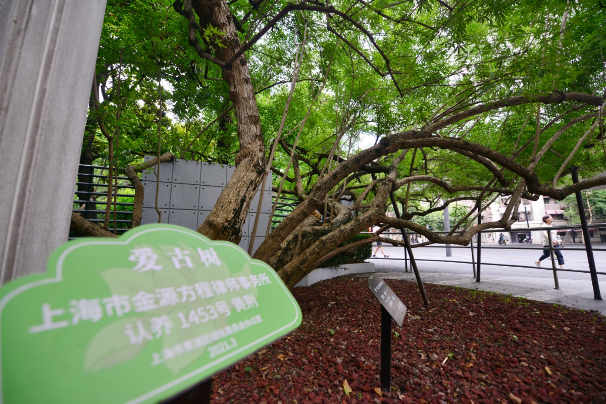 2020古银杏树公园-旅游攻略-门票-地址-问答-游记点评，上海旅游旅游景点推荐-去哪儿攻略