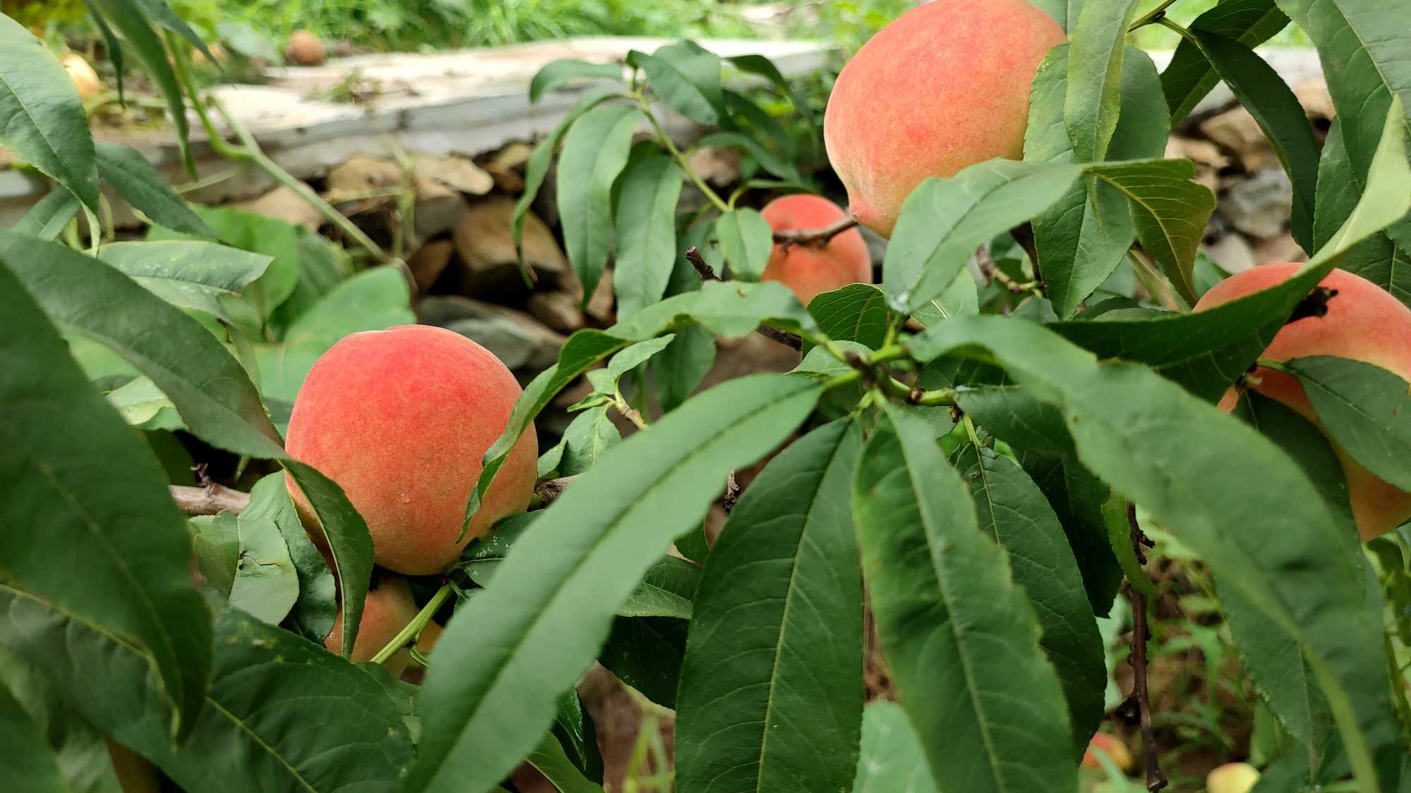 门头沟:百亩桃树挂果 果香怡人静待游客