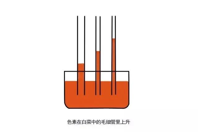 毛细管简图图片