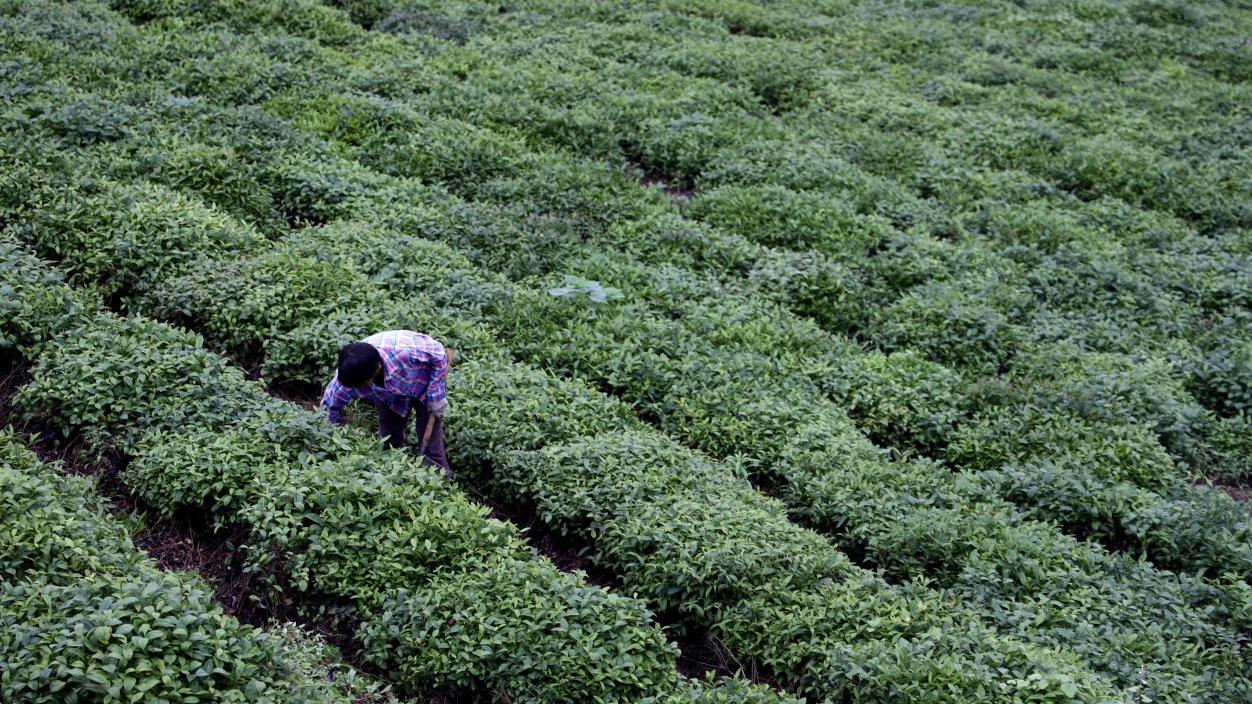 茶农在茶田里除草劳作。 吴雨晴 摄