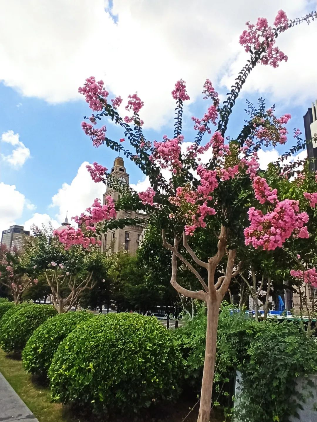 四季花木观赏指南--紫薇 - 观花指南 - 成都市植物园|成都植物园
