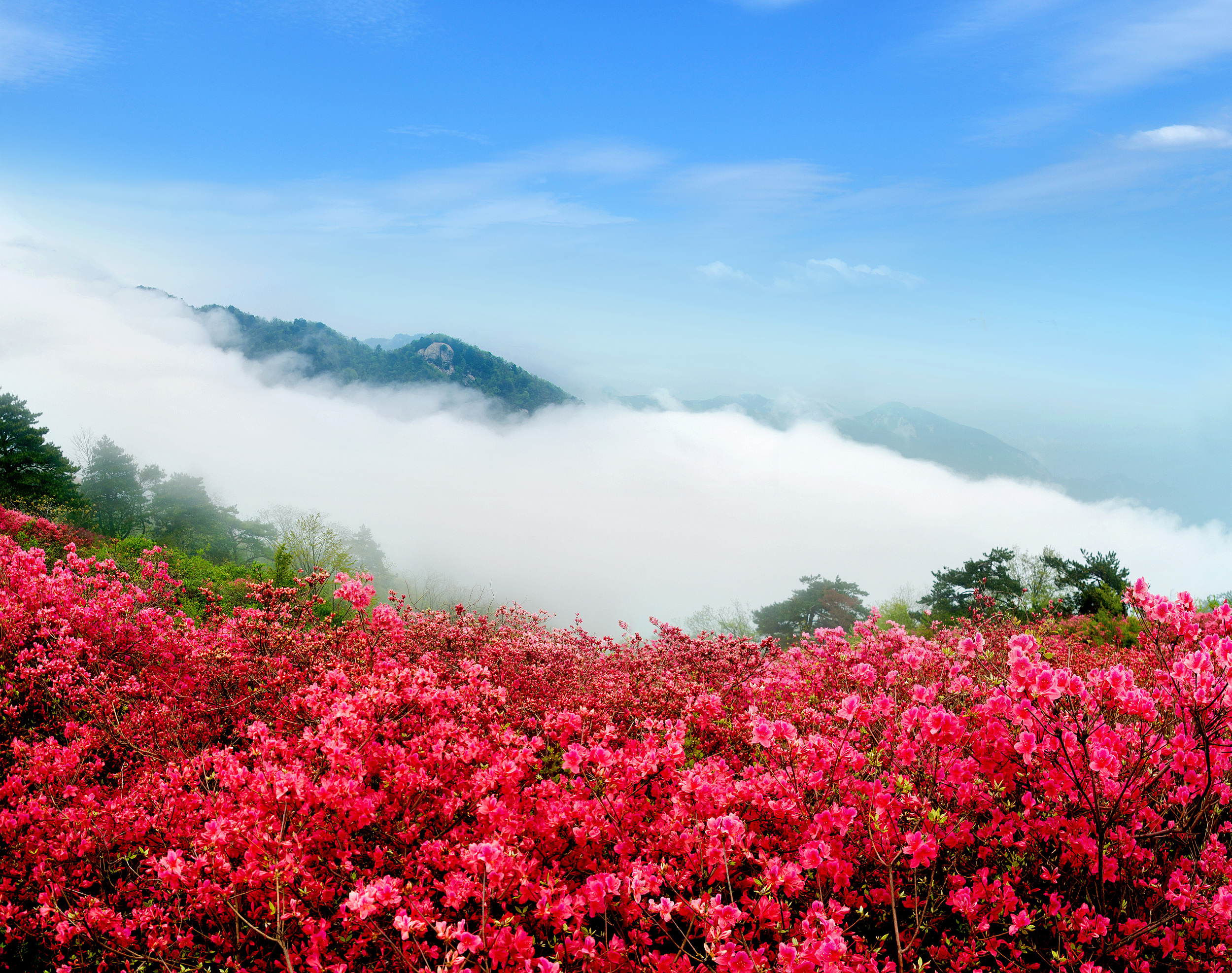 杜鹃花开映山红