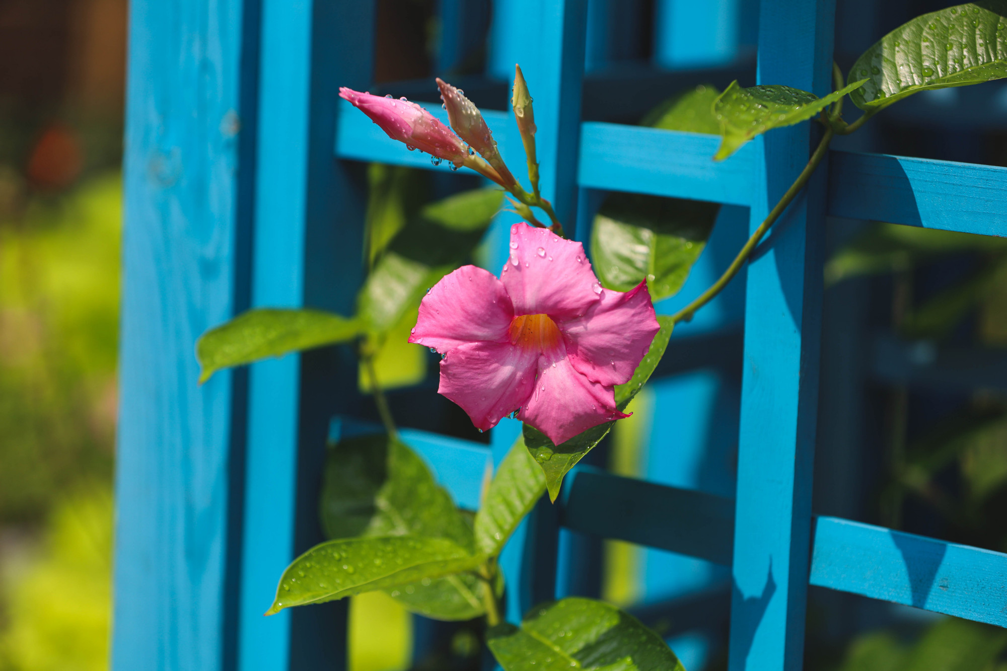 立秋|一叶银杏一报秋 静翠湖旁话丰收