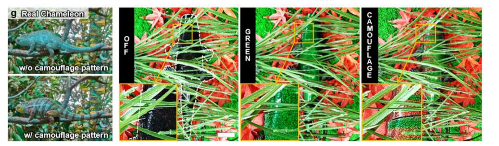 隐匿伪装模式的有效性：真实变色龙（左）和覆盖有 7 个多层 ATACS 的变色龙模型（右）的视觉比较