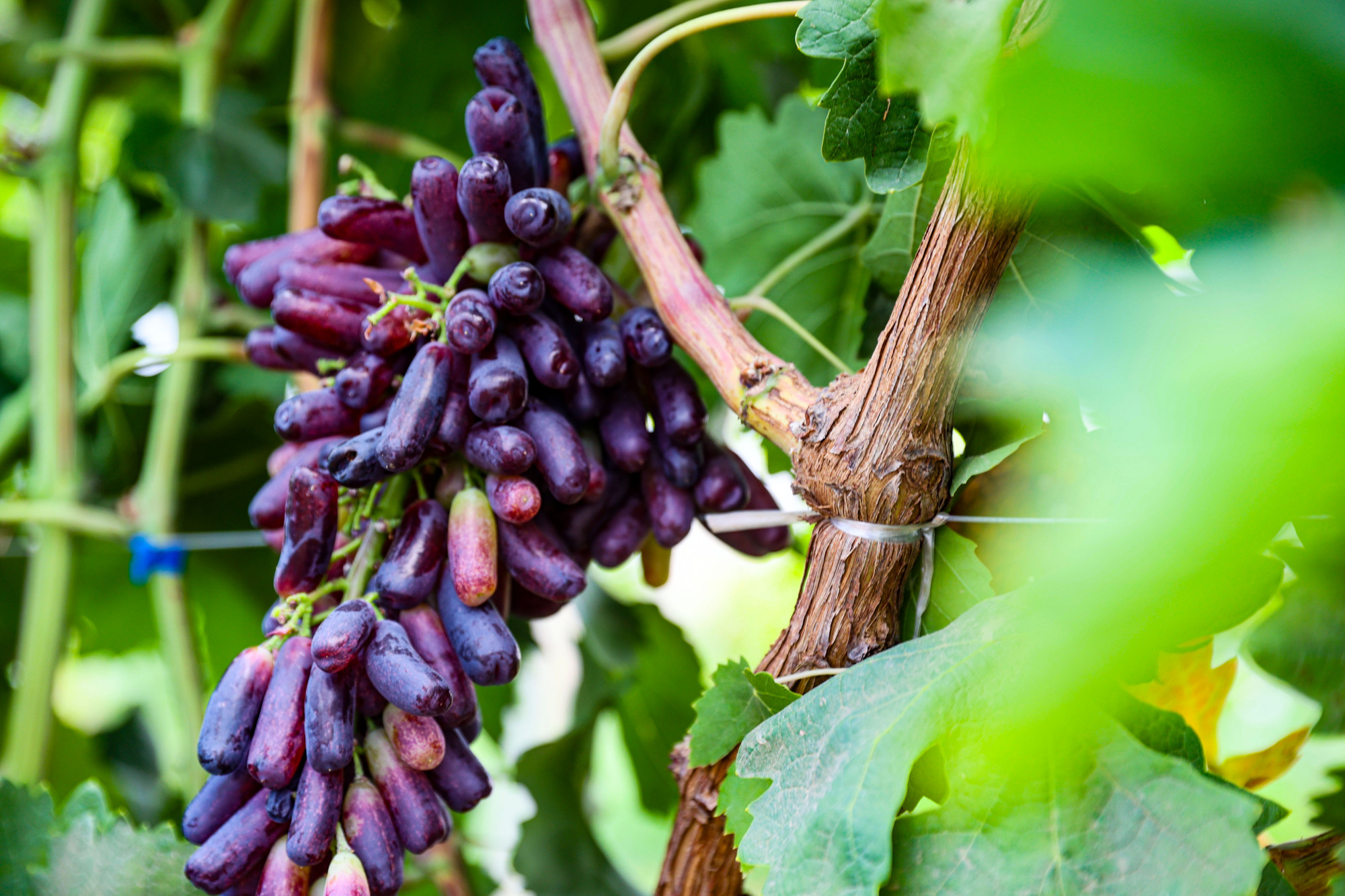 硕果飘香惹人醉 大兴本地葡萄进入成熟期