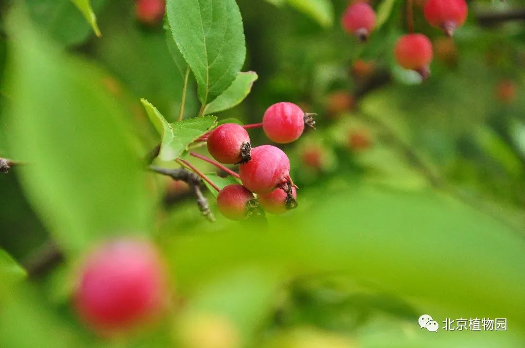 春華秋實,賞海棠紅果正當時