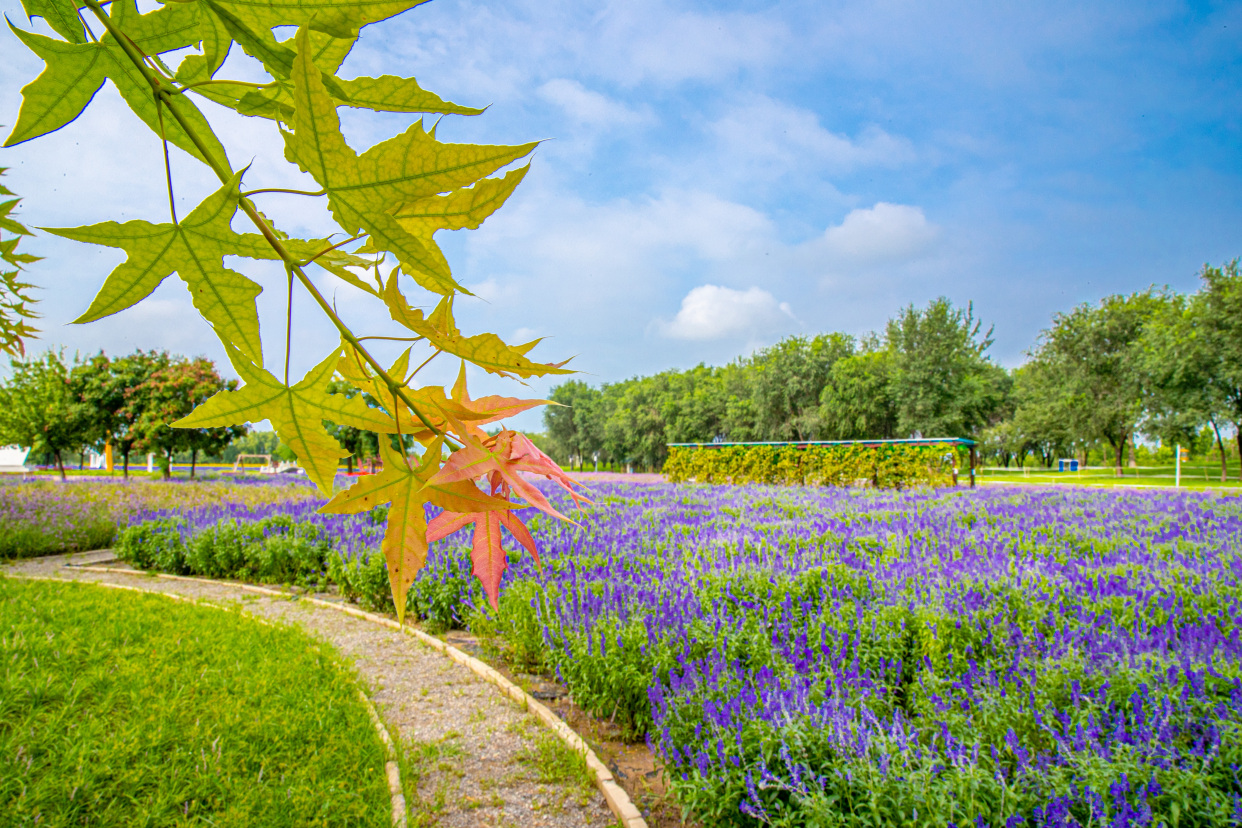 寻找秋天的第一片红叶——紫谷伊甸园元宝枫树梢已现红叶