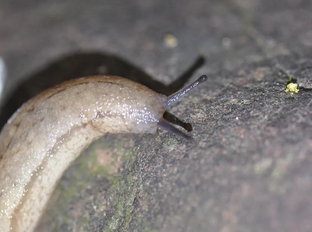 上海植物园"暗访夜精灵"夜间自然观察活动,探索生物多样性