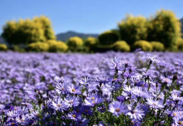 限流60 七孔桥花海 昨日开园
