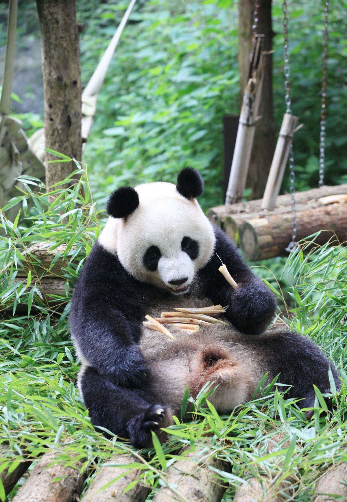 南京红山森林动物园恢复开放 大熊猫憨态可掬犹如网红吸引大批游客