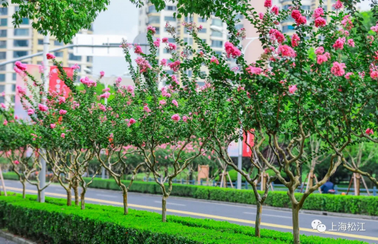 你看到的街头美景 园林工人是这样养护的