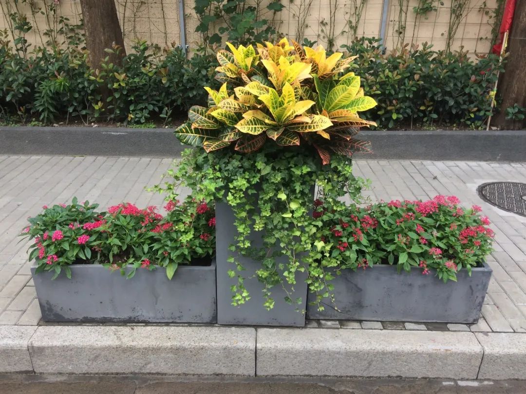 家庭养花怎么养?小区花坛怎么养护?社区园艺师来答疑解惑啦