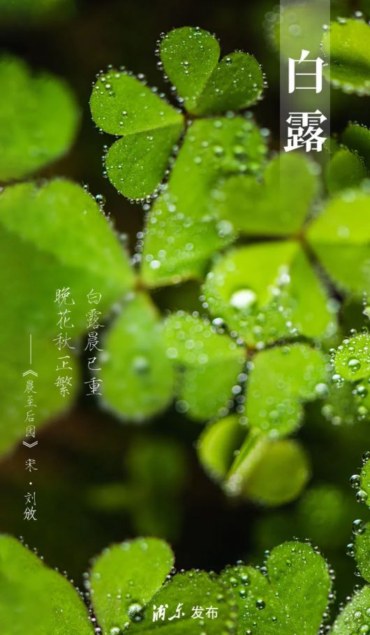 高地白露照片图片