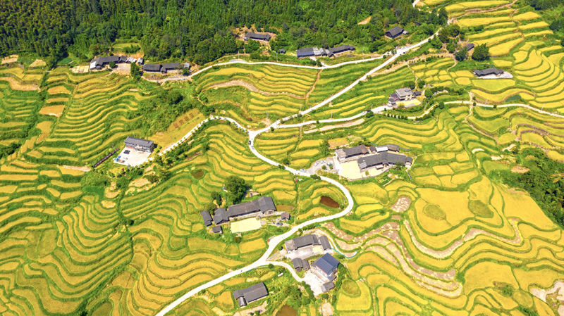 山村梯田丰收在望