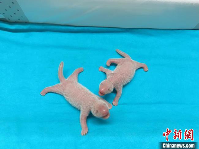 大熊猫“花嘴巴”的新生双胞胎幼仔。 成都大熊猫繁育研究基地供图