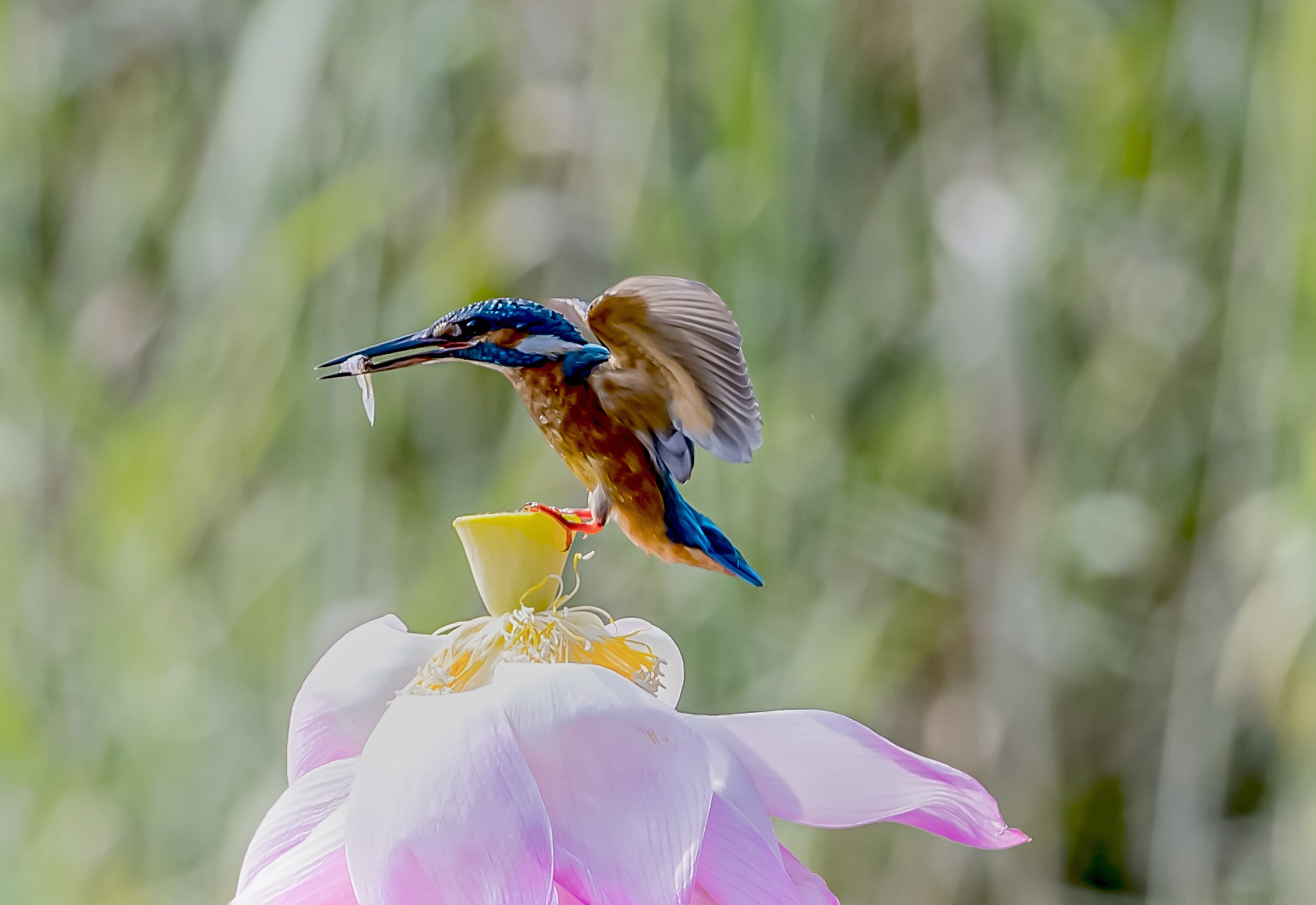 北京房山小西湖畔翠鸟盘旋荷上