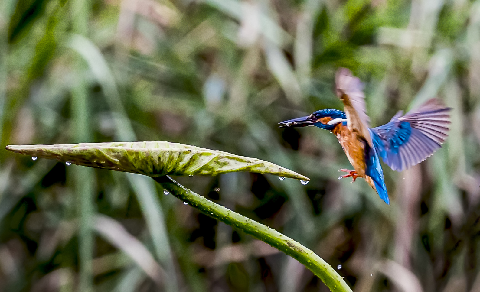 北京房山小西湖畔翠鸟盘旋荷上