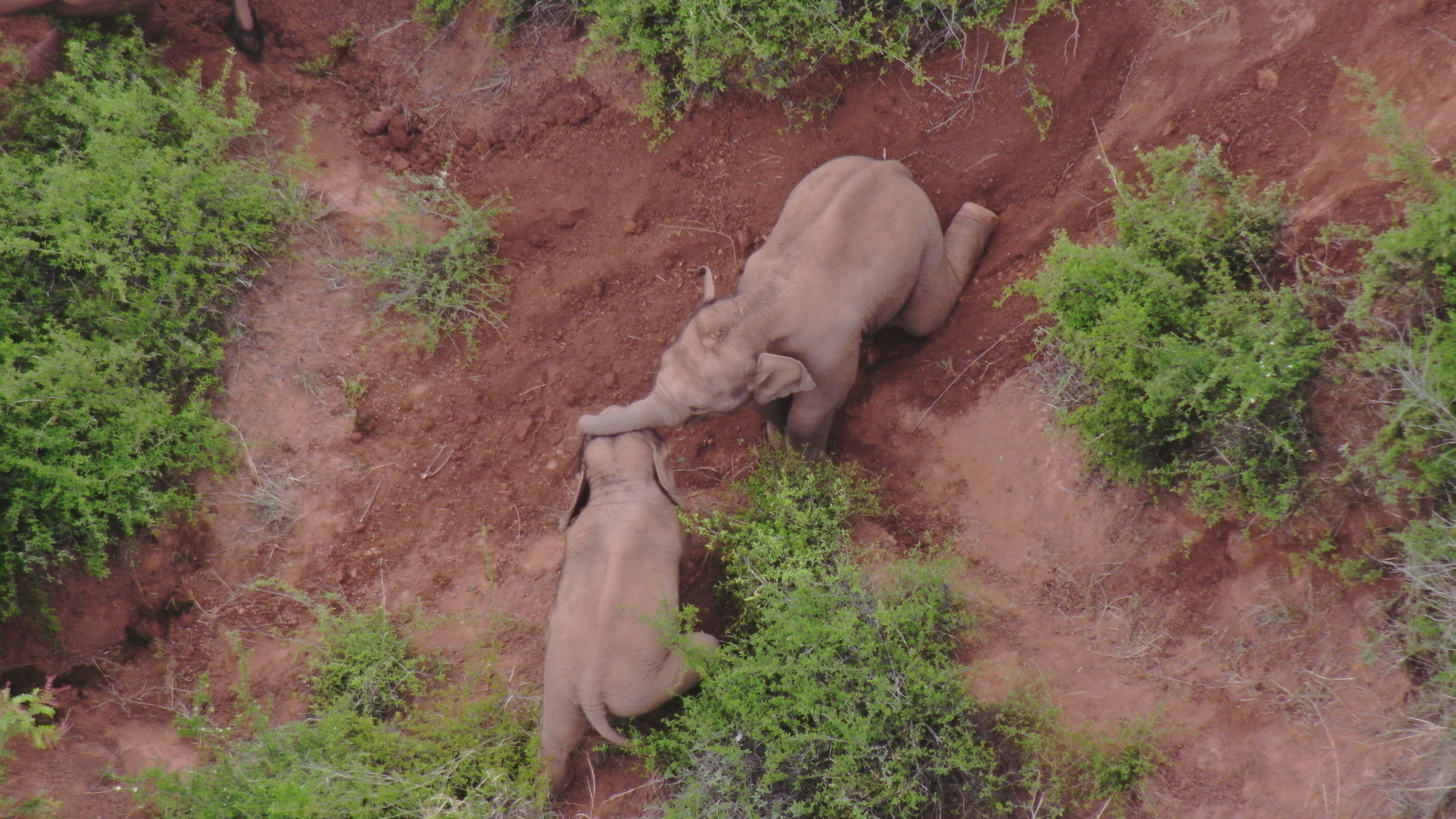 野生动物公众责任险承保公司受理亚洲象肇事