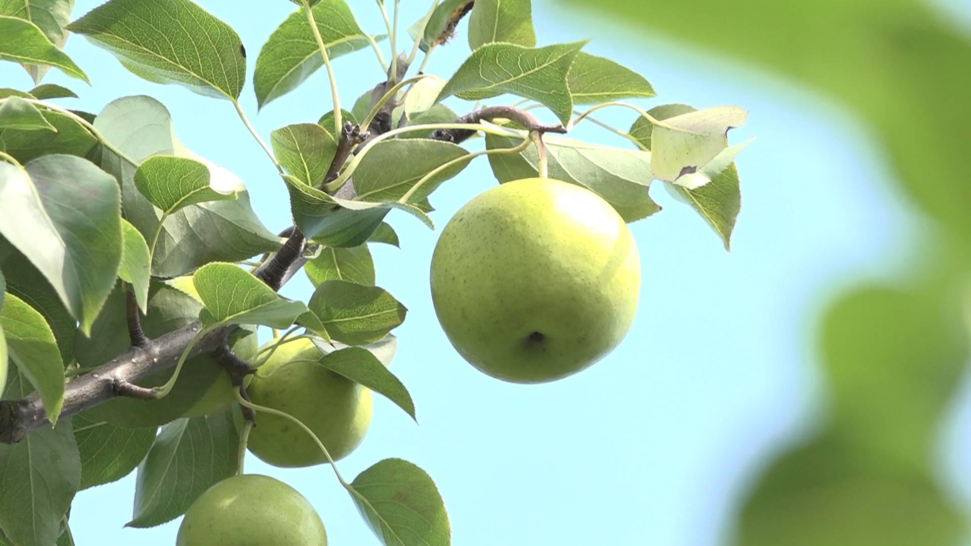 门头沟区王平镇京白梨已到最佳采摘期,快来采摘吧!