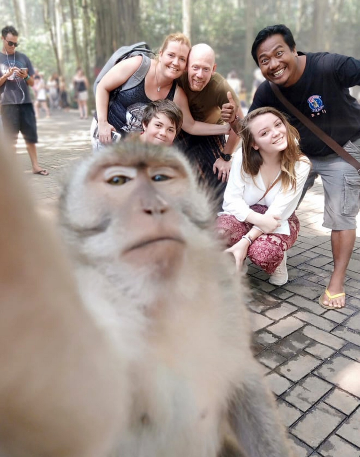 动物也疯狂!巴厘岛游客拍照猴子成功抢镜