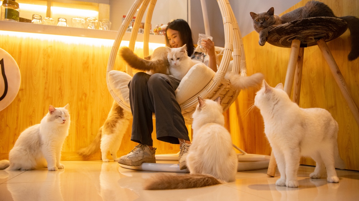 海南琼海市民"猫咖"玩猫 猫咪可爱引茶客欢笑