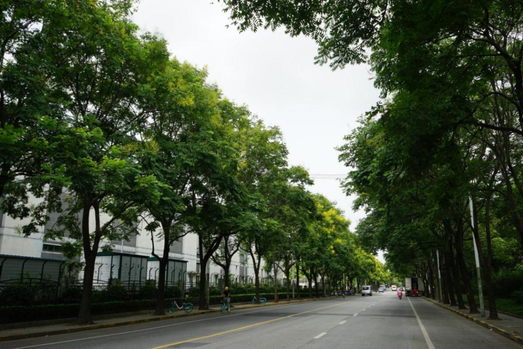 绥德路(祁连山南路-绥德路620号)2020年创建成功.共计种植544株栾树.