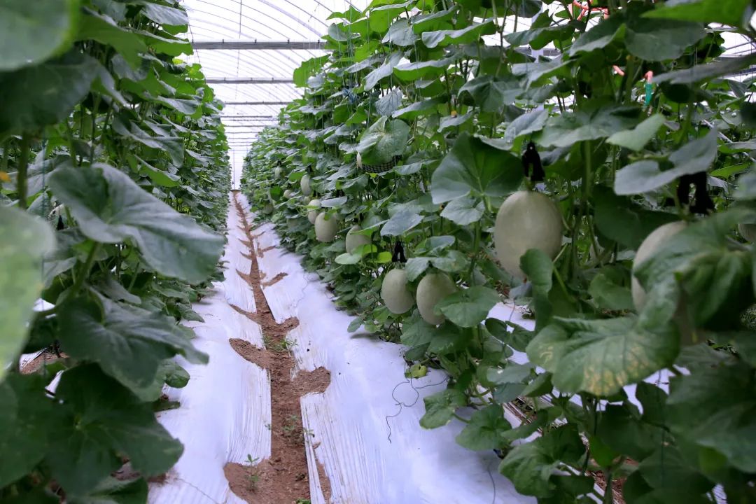 走进公园内的哈密瓜大棚,只见青翠葱茏的藤蔓上,悬挂着一个个憨态可掬