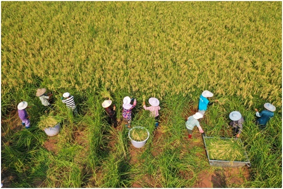 9月24日,重庆大足区拾万镇种植的巨型稻迎来丰收。吴汪洋摄