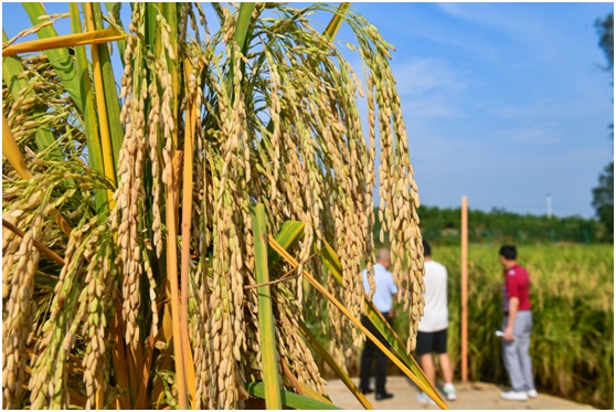 一株巨型水稻含稻穗最低就有360粒。邹乐摄