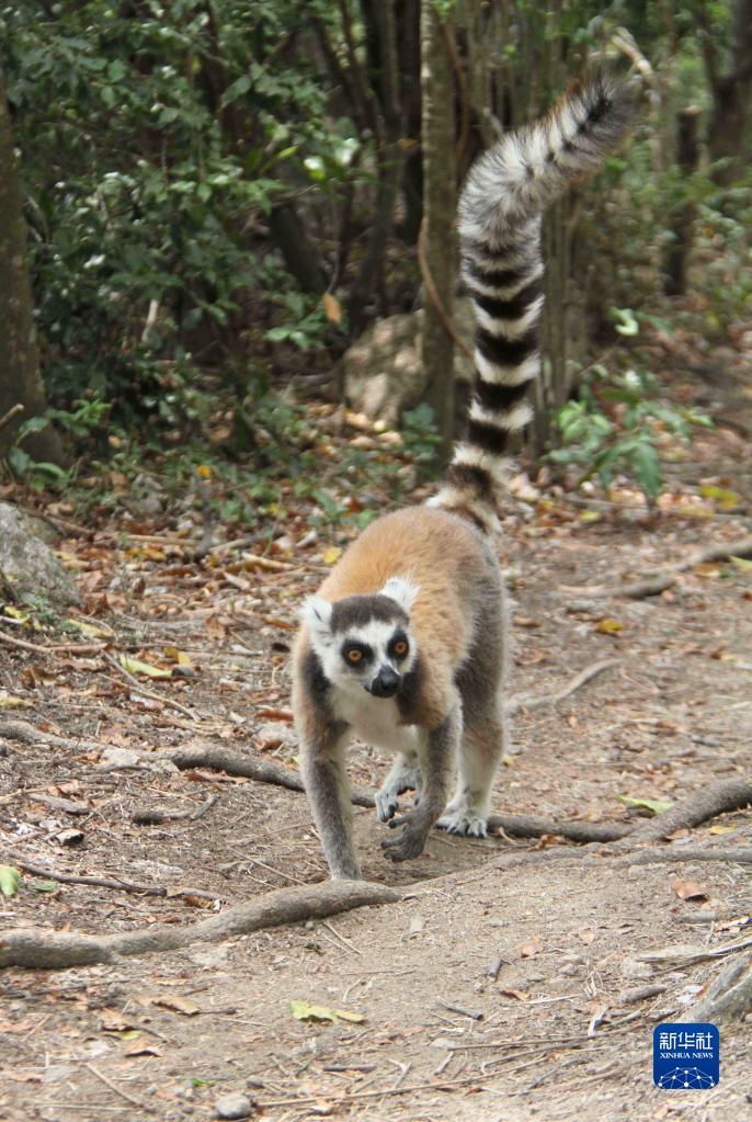 马达加斯加安达西贝国家森林呵护区的狐猴