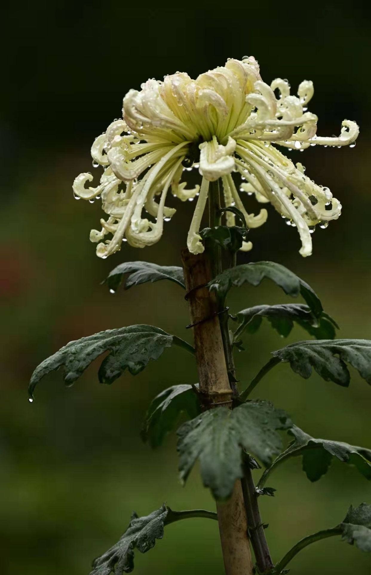 雨中野菊花图片图片