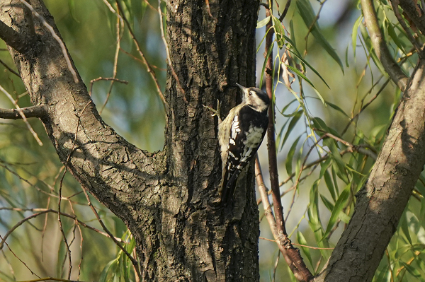 37268643c9e0780a18e07df4b36187a9 (1)_毒霸看图.png