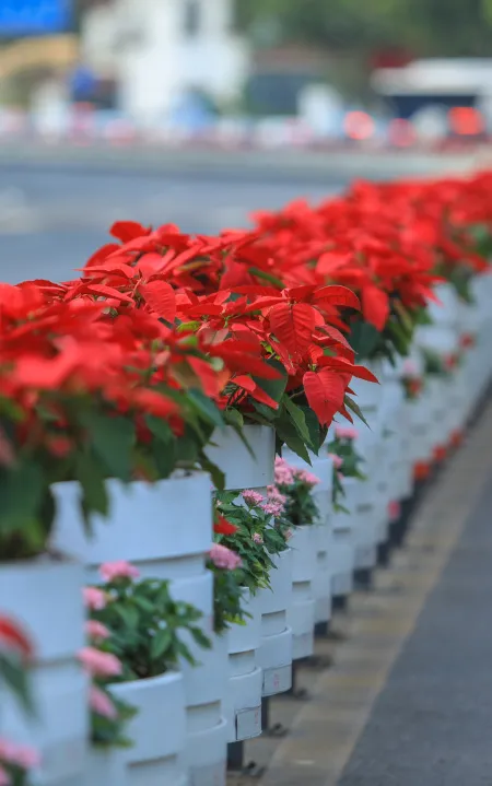 图片说明:华山路常熟路 道路景观花箱