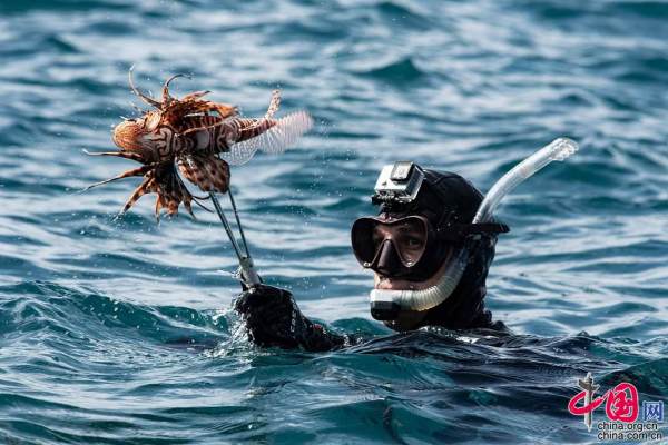 委内瑞拉举行全国水下钓鱼锦标赛捕捉入侵物种红狮鱼