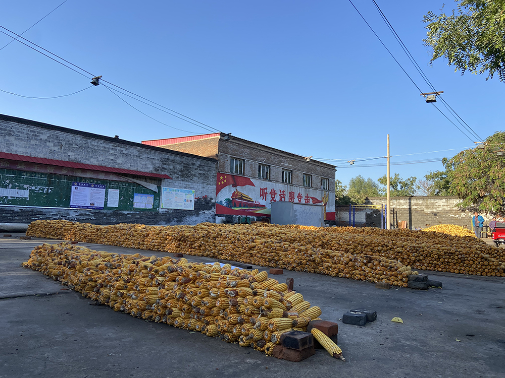 王答乡阎家营村村民在空地上晾晒玉米通报内容显示,清徐县用两种方式
