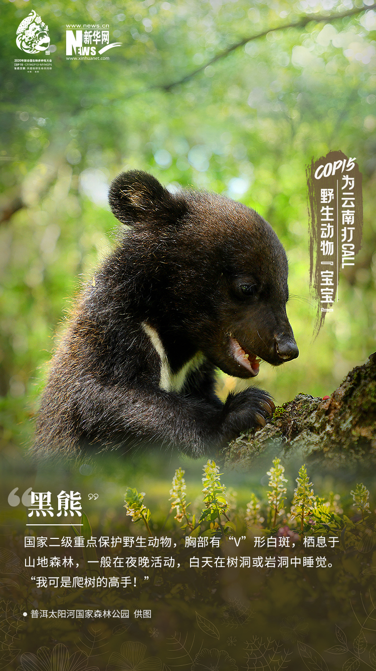 二戰老照片:塞班島戰役