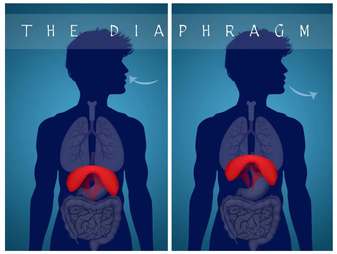 由横膈膜说歌唱