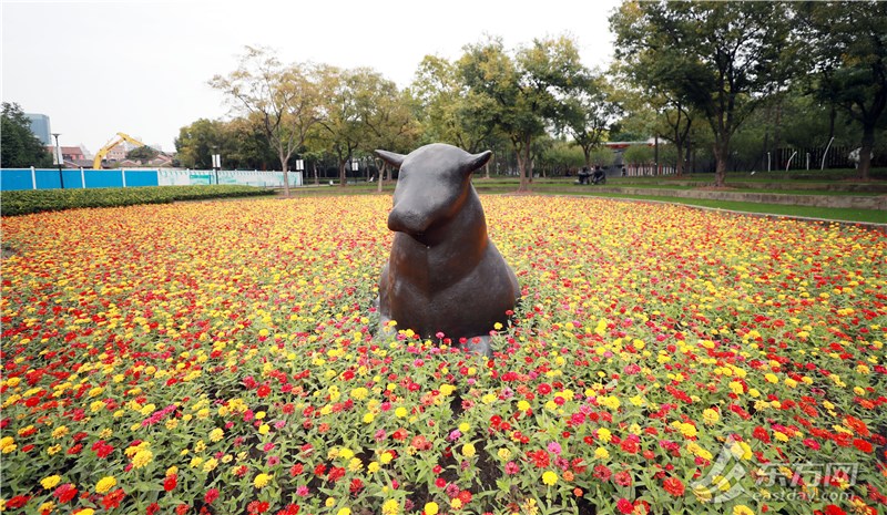 静安雕塑公园铺了新 地毯 秋天还有那么浪漫的鲜花